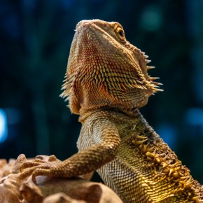 The Bearded Dragon's Guide To Heat and Humidity Requirements 