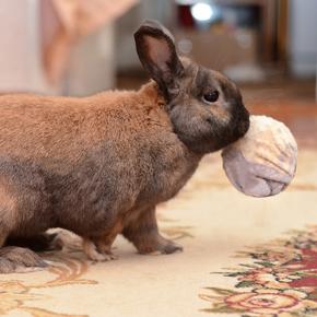 Seven new year exercise tips for rabbit owners in Surrey - The