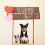 Why pets in Teddington deserve this gift on Valentine’s Day