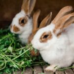 Hop into Health: The importance of Rabbit Vaccinations