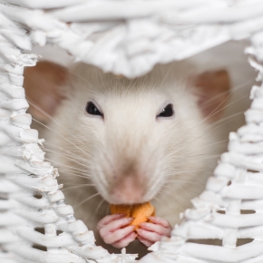 Molesey Vets Shares 7 Things You Probably Didn’t Know About Fancy Rats