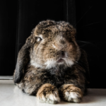 Teddington Vet Nurses Highlight Winter Care for Senior Rabbits