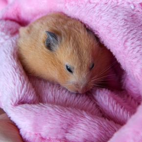 Hamster Hibernating or Unwell? How to Tell with Help from Molesey Vets