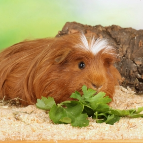 Create the Foraging Fun Factor for Guinea Pigs in Surrey