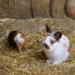 Own Rabbits and Guinea Pigs? Try Alpha Vets’ Enrichment Ideas