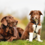 Socialisation Tips for Puppies and Adult Dogs from Teddington Vets