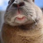 Alpha Vets’ Dental and Diet Tips for Rabbits and Guinea pigs