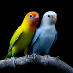 Vet Darren Partridge Shares Their Love for Lovebirds