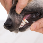 Vet Darren Partridge Shares Vital Dental Tips for Dogs