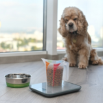 Alpha Vets’ Nurses explain Why Pets’ Weight Matters