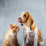 Signs of Good and Bad Oral Health in Surrey Pets