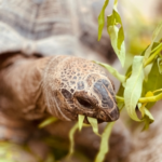 Post-Hibernation Power Foods for Tortoises from Molesey Vets